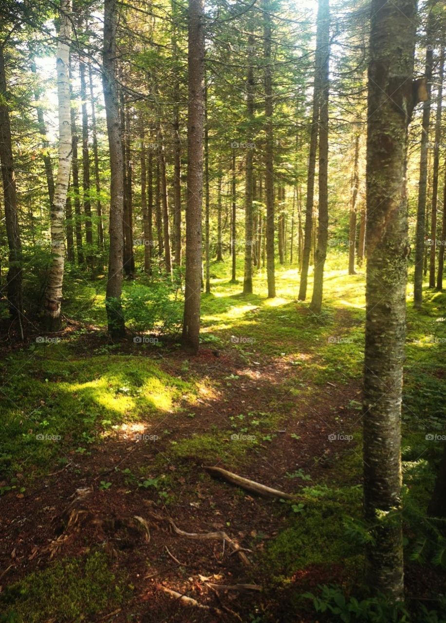 a forest  with morning  light