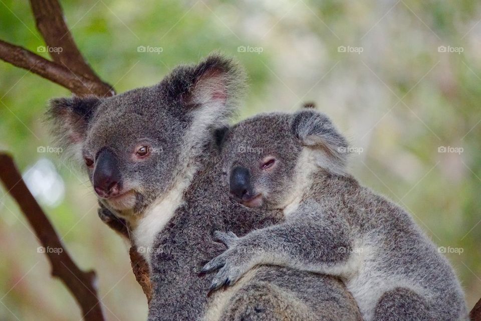 Koala mother and cub