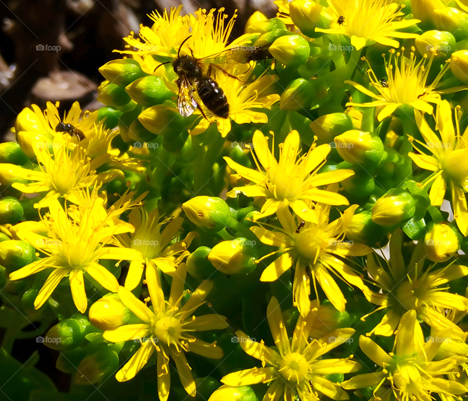 Bees at Work on Golden Blooms