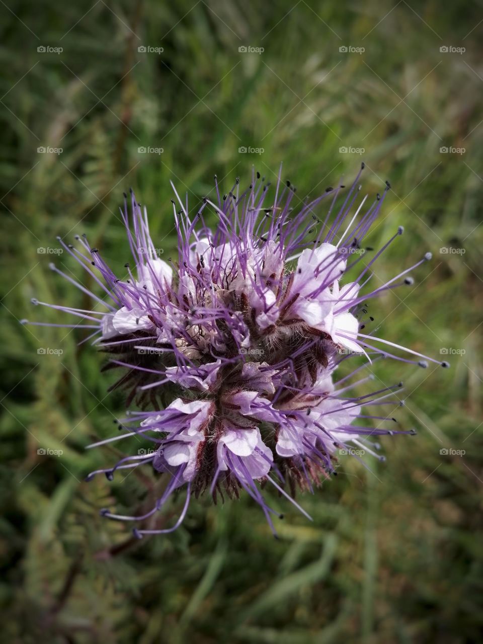 Purple flower