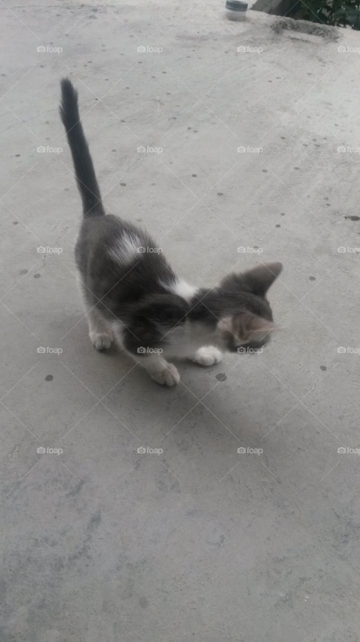 small cat scares of rain