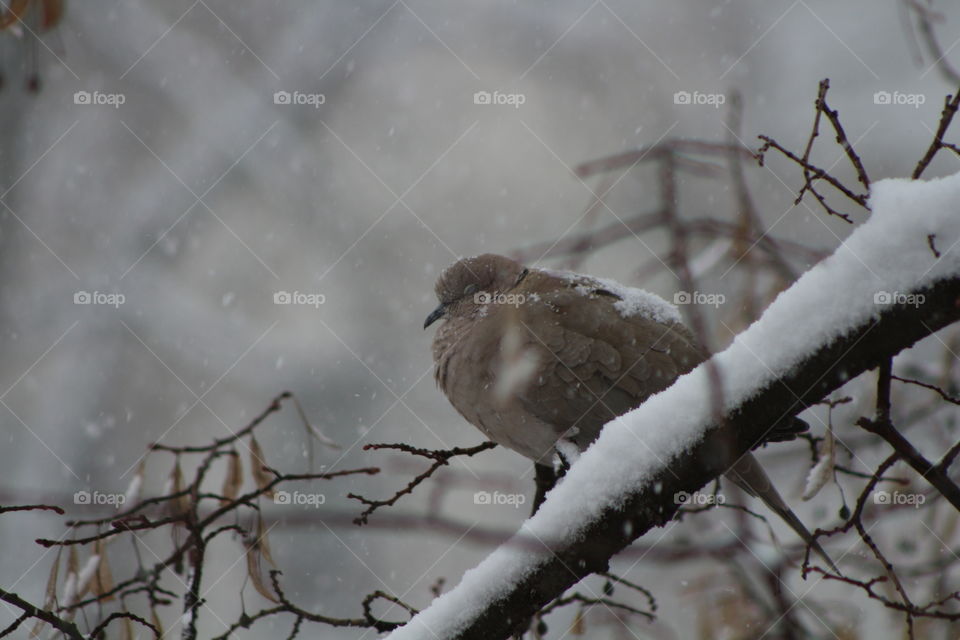 Dove