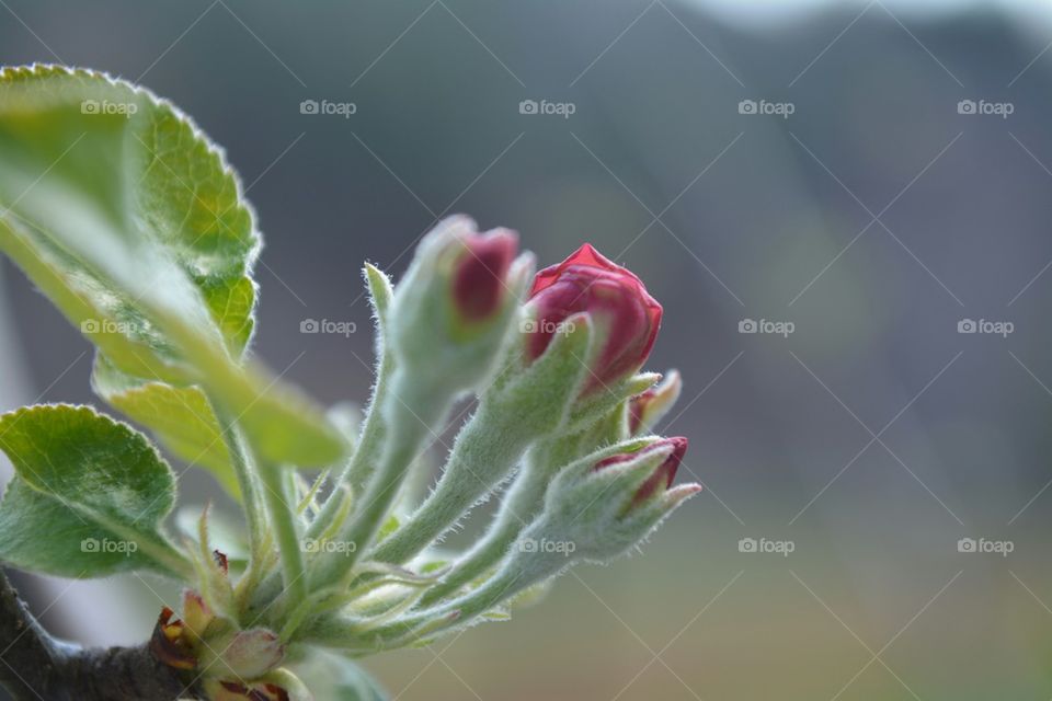 apple tree bud