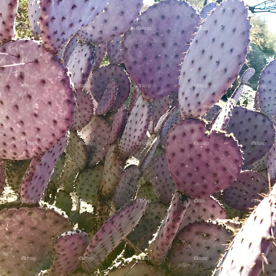 Hues of Purple on Cactus