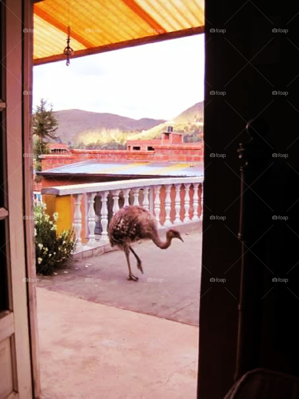 ostrich in copacabana