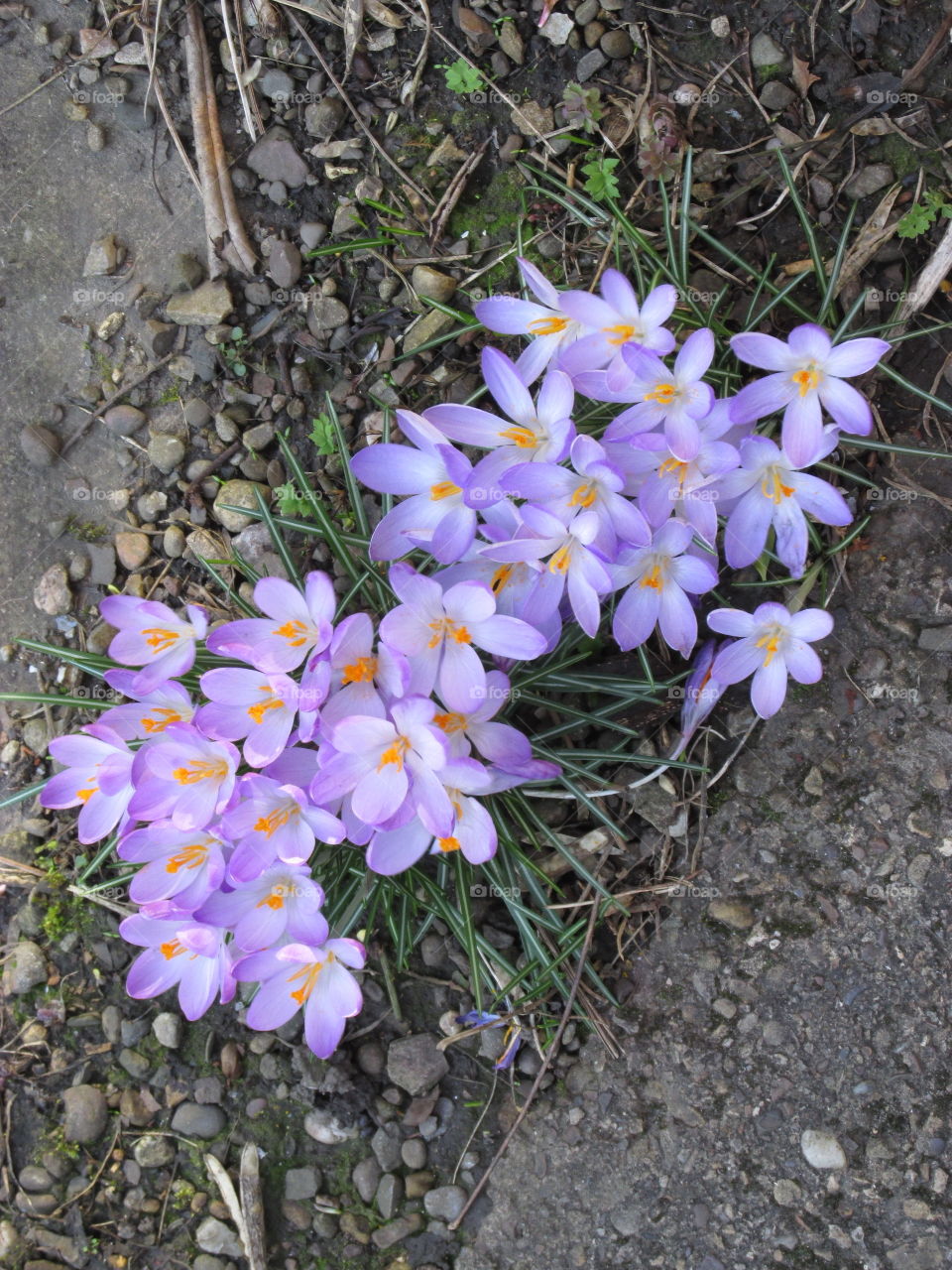 Purple crocus - early flowering bulb