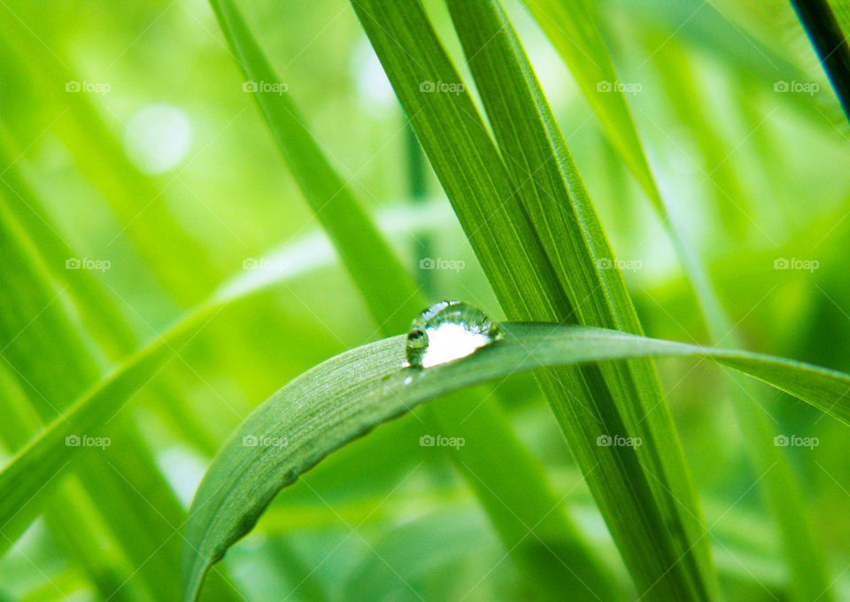Drops of rain on the grass and spring foliage
