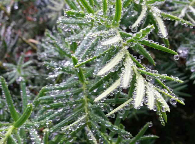 yew dew yew. dew on the yew