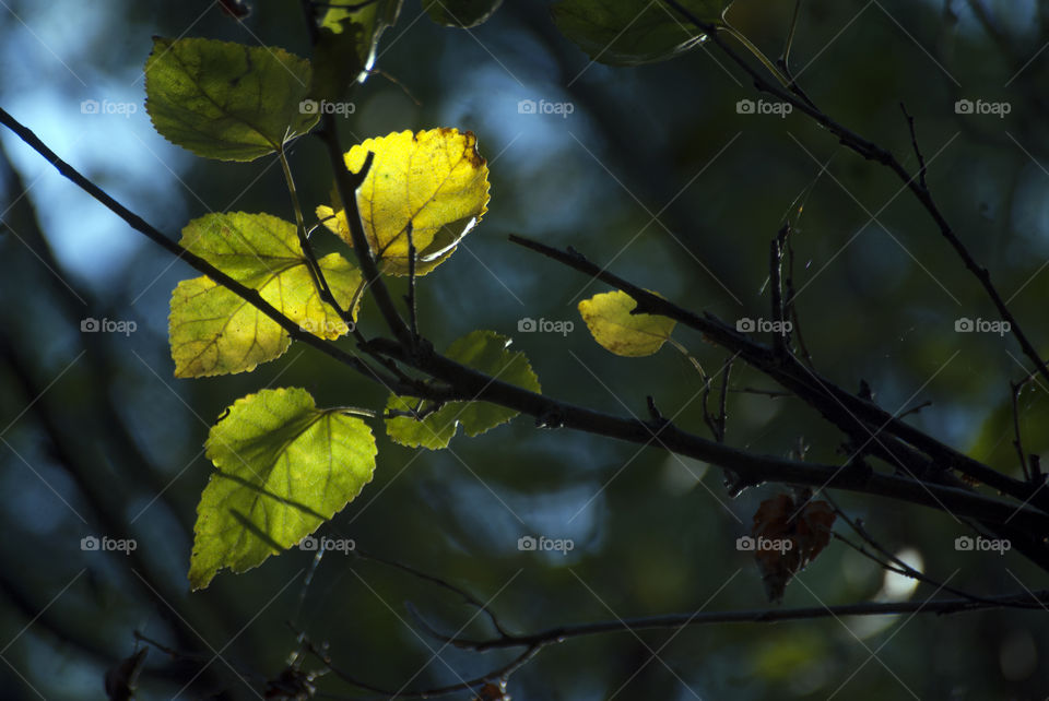 Leaves with sunlight falling on them and the fall colours, make a good picture.