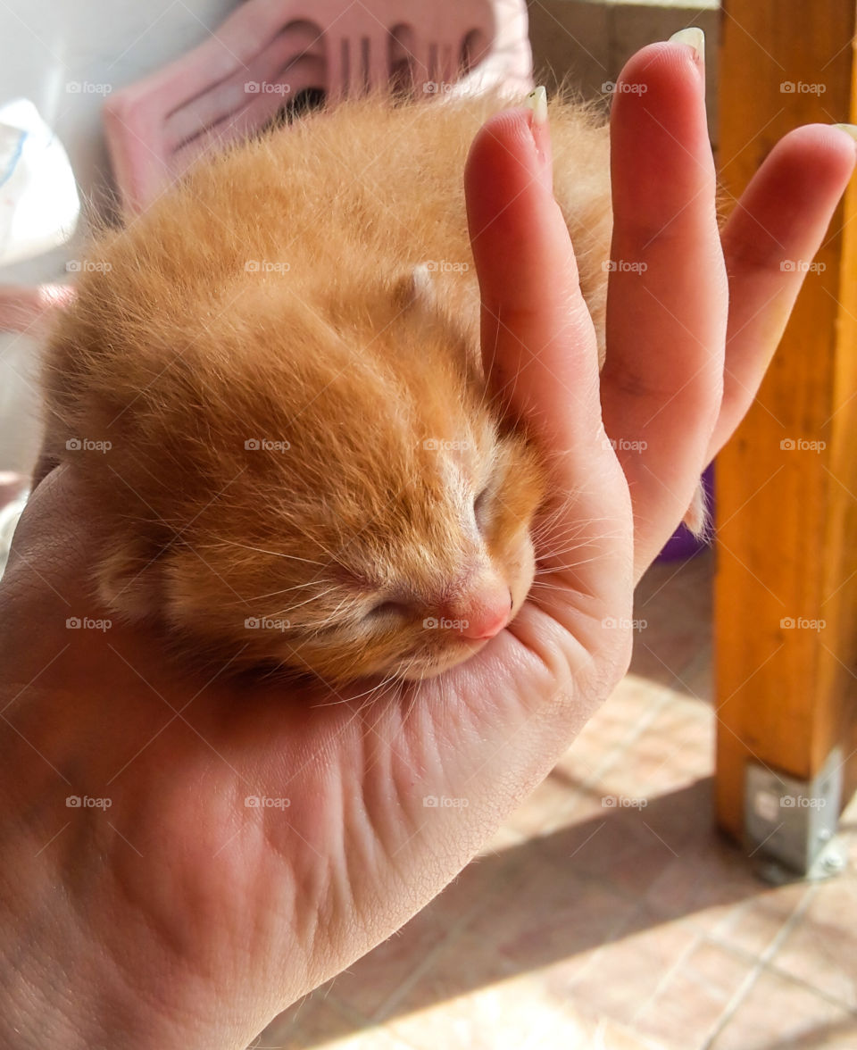 little pretty red kitten... and he is sleeping. This is a kind of miracle