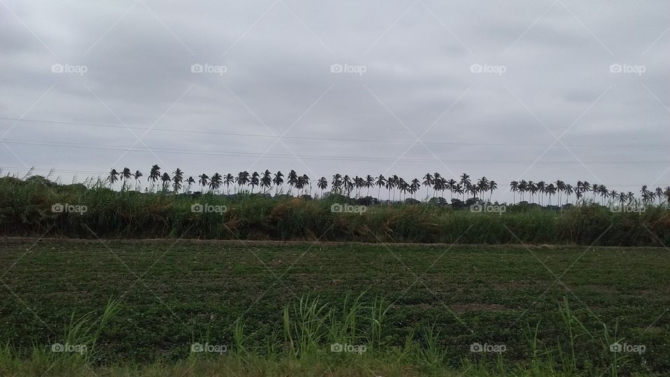 plantacion de cocos