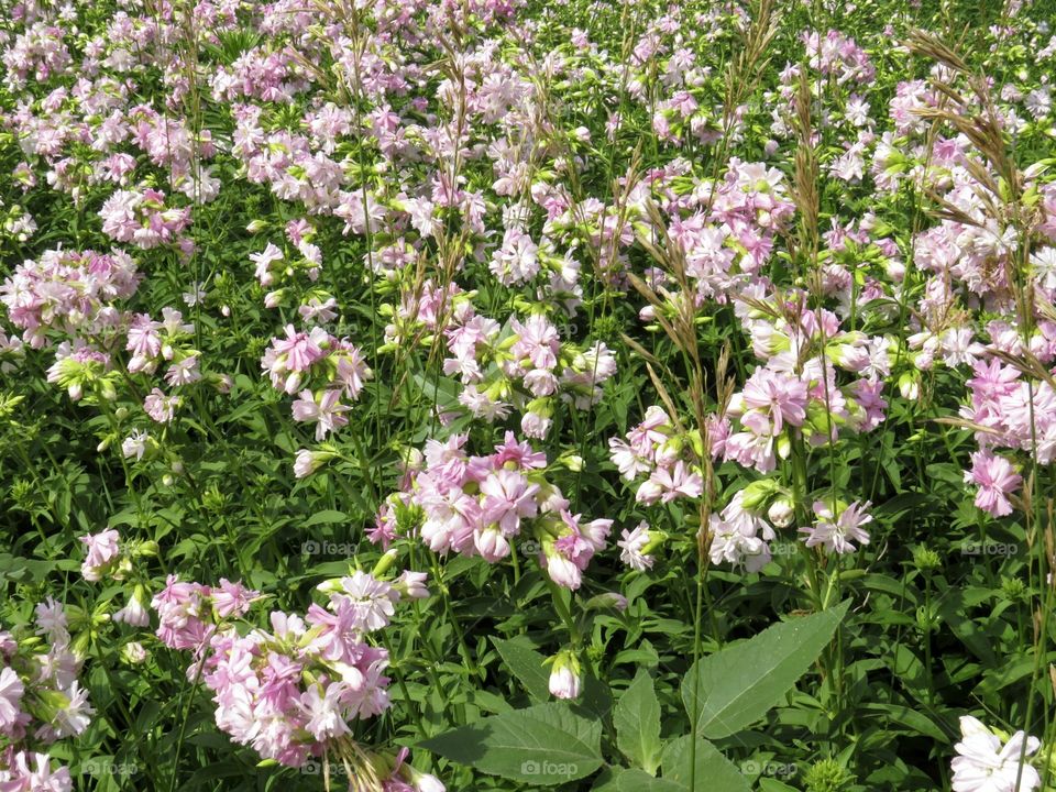 Fields of flowers as far as the eye can see