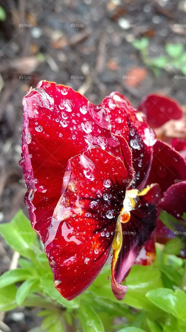Nature, Flower, No Person, Garden, Leaf