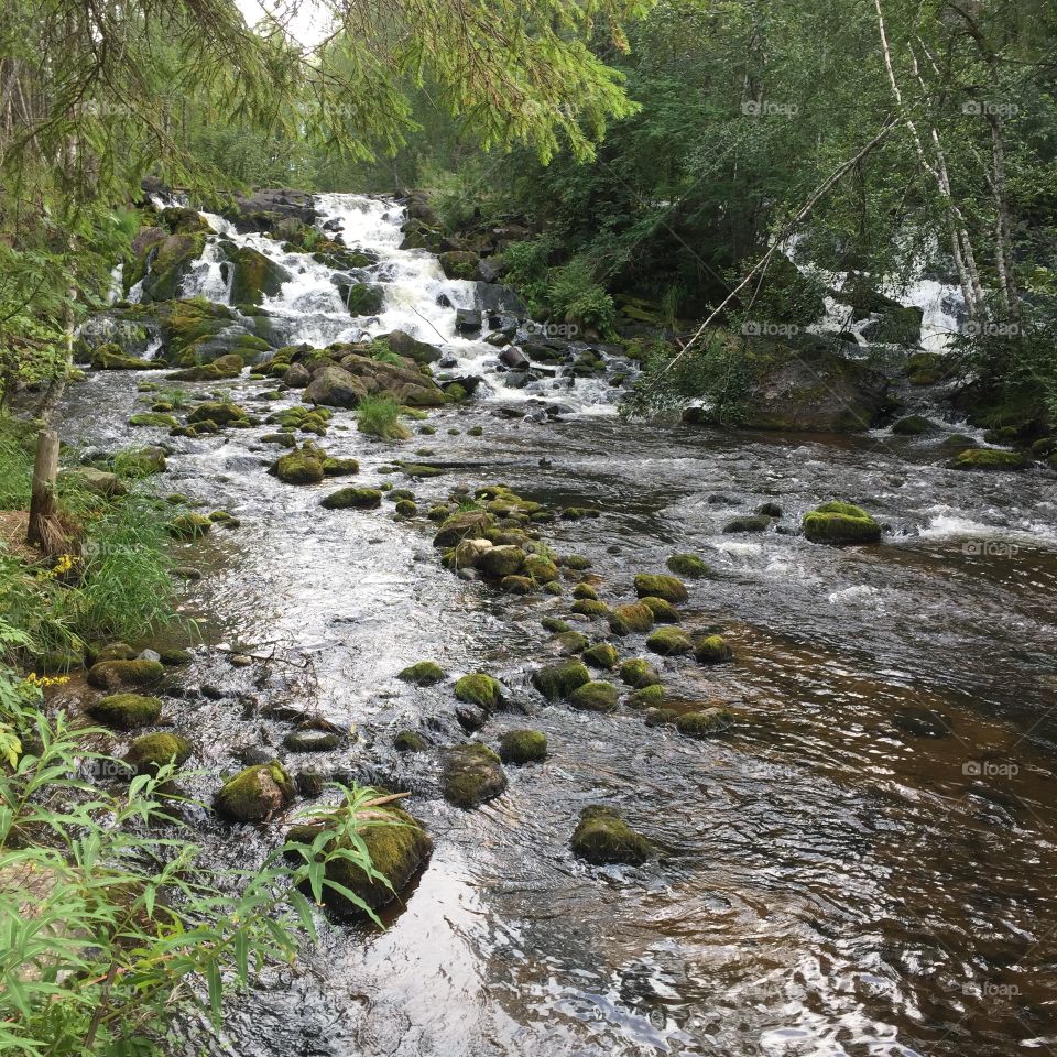 River and plants