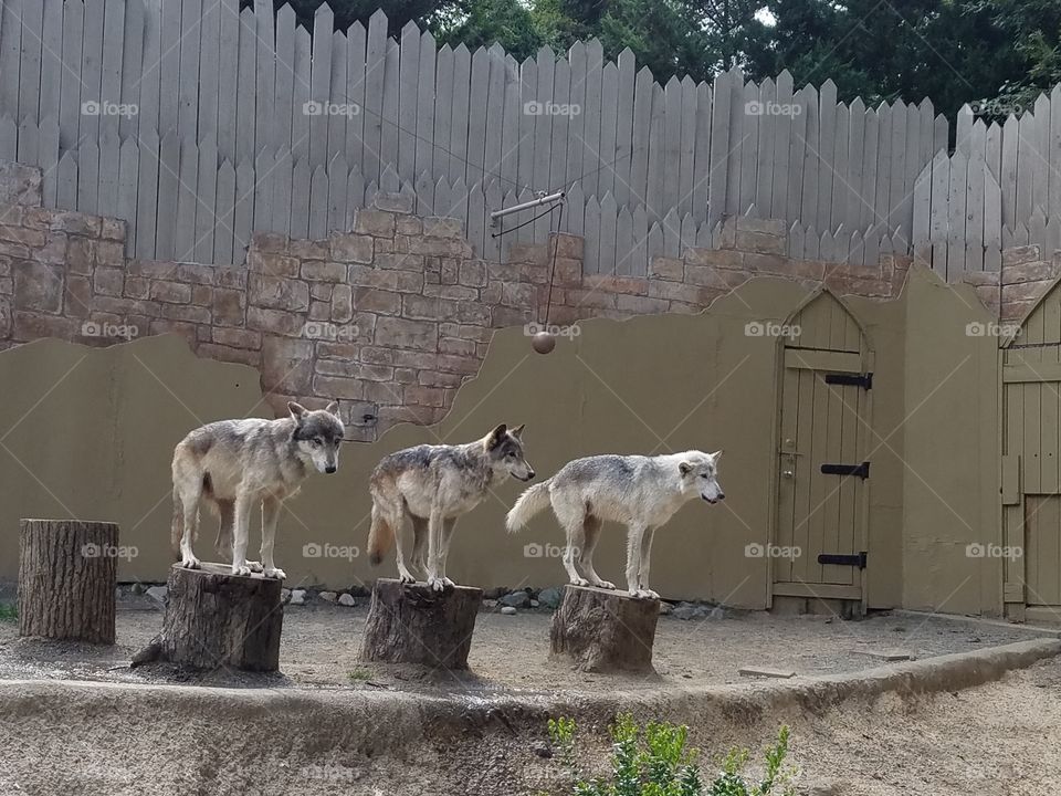 Wolves