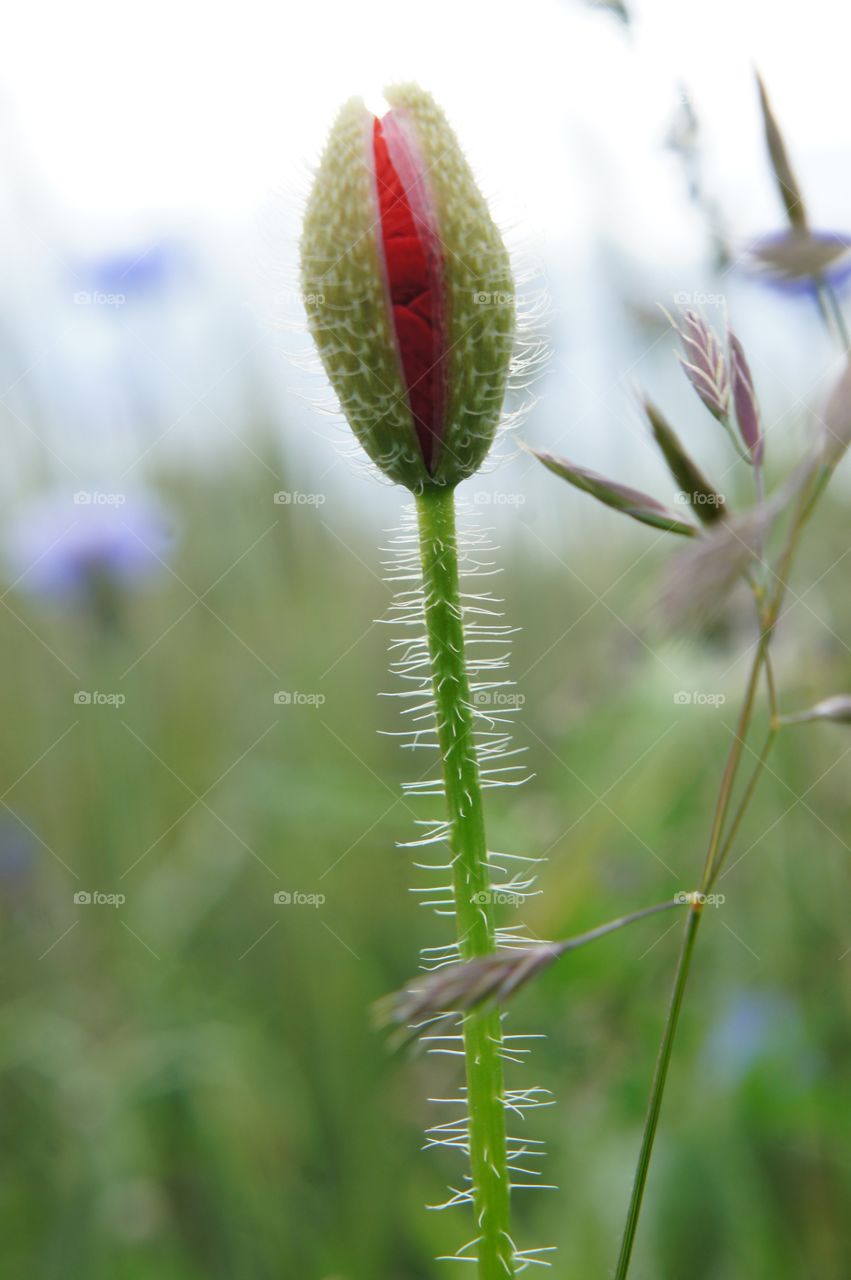 Fragile bud