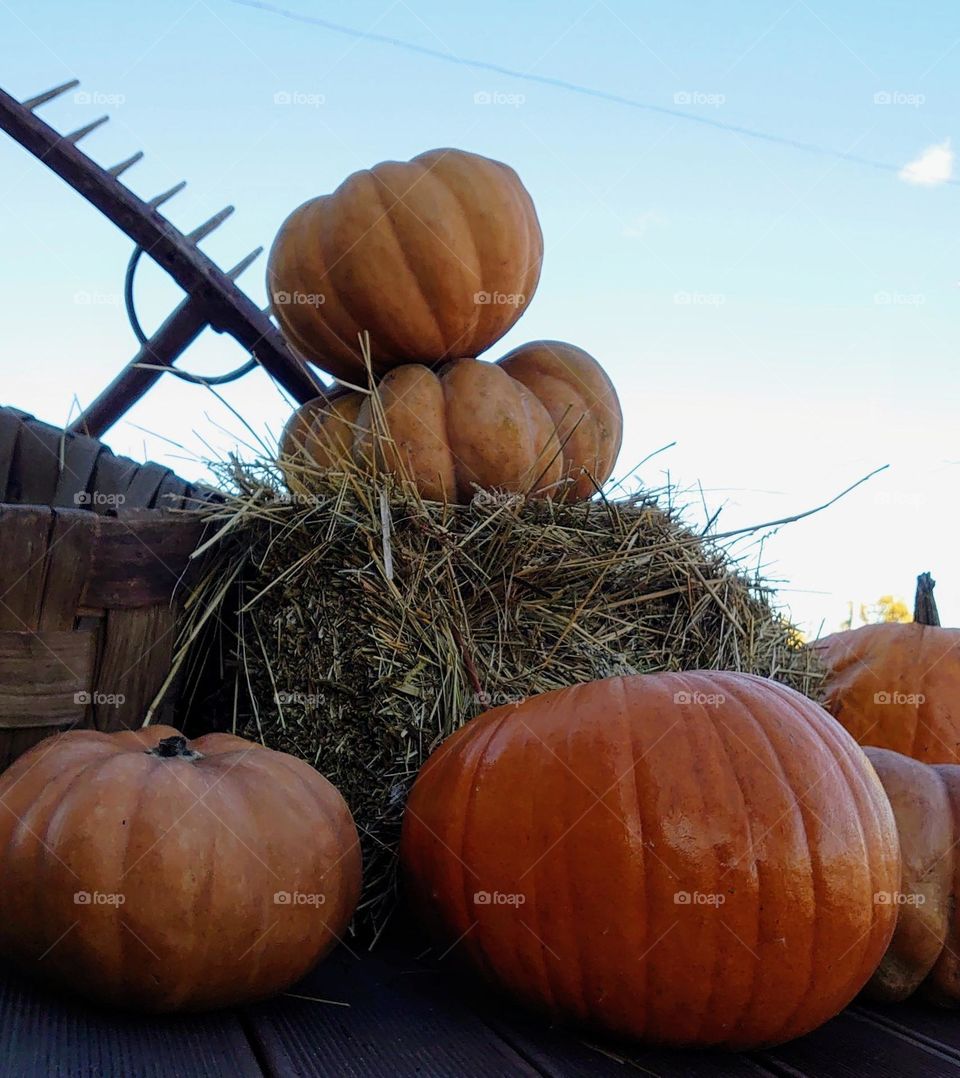 Harvest 🎃🌾 Pumpkin 🎃🌾 Farm 🎃🌾 Autumn time 🎃🌾