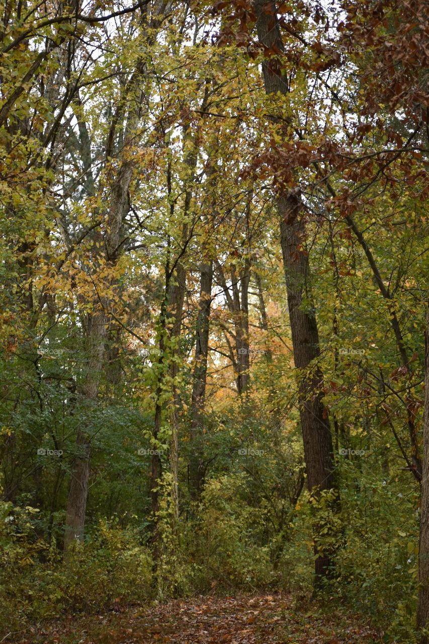 Fall colors on a cool morning