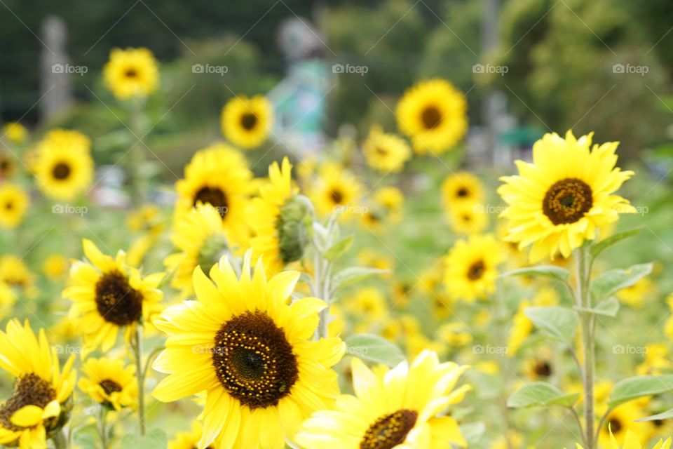 Brilliant Sunflowers
