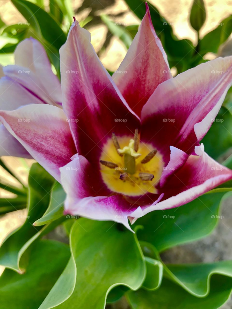 It's beautiful in my garden