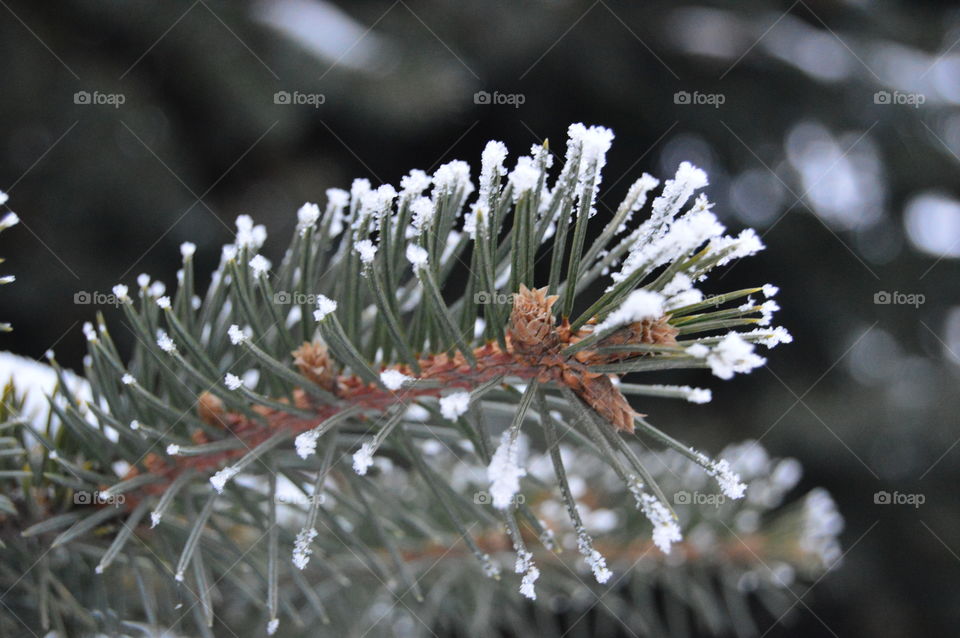 Spruce, tree, snow, needles, winter,