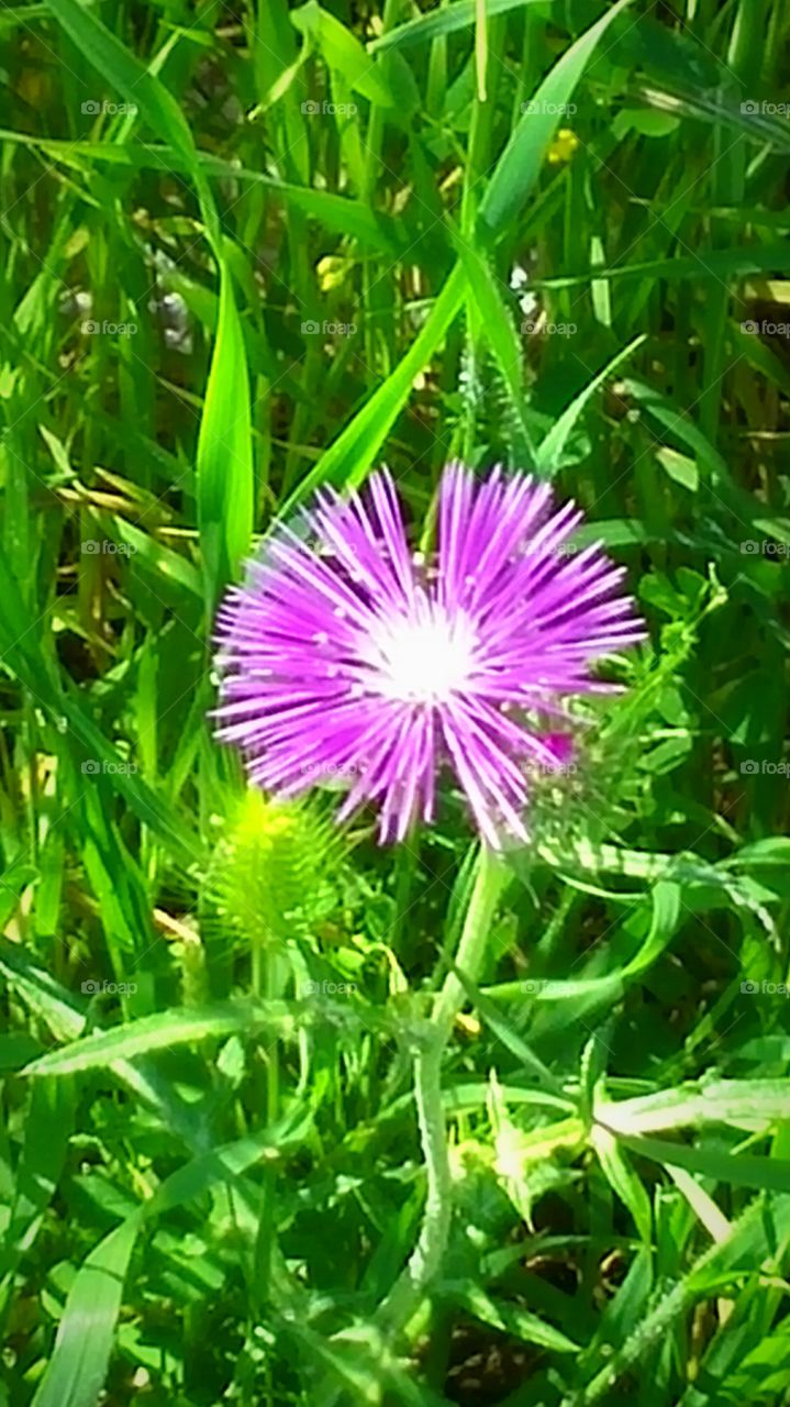 spring flower