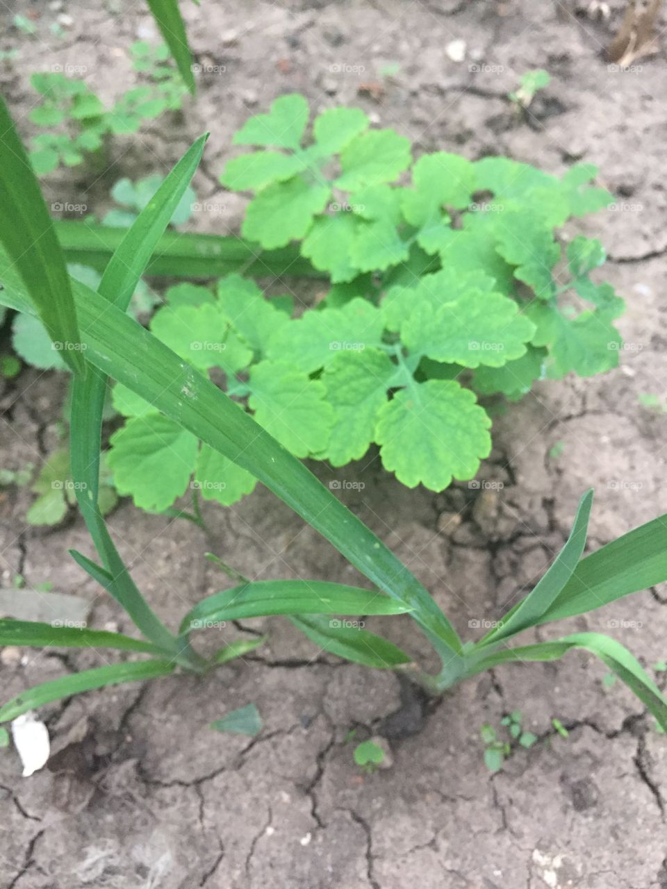 plant close-up