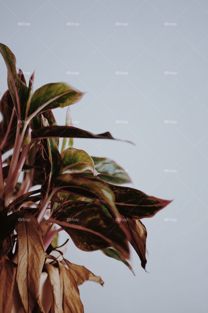 Plant inside of a coffee shop with some natural light. 