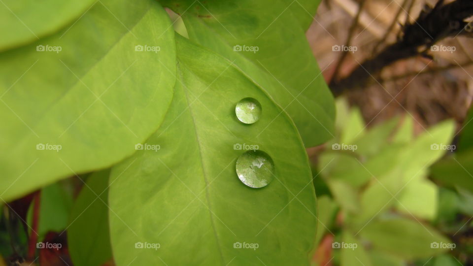 rain drops on a leaf