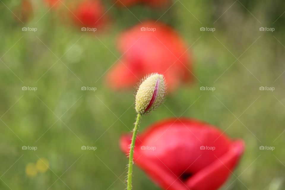 Also a poppy bud is a flower, but with the future in front.