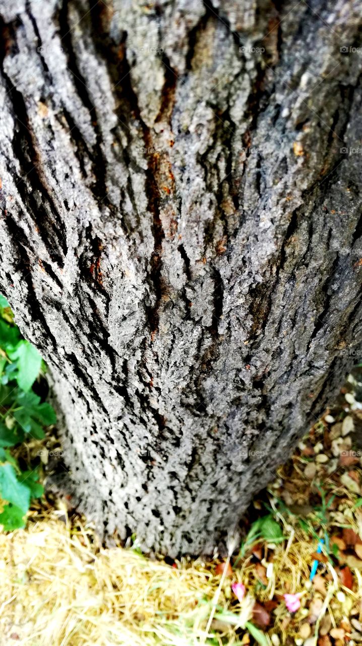 Tree trunk