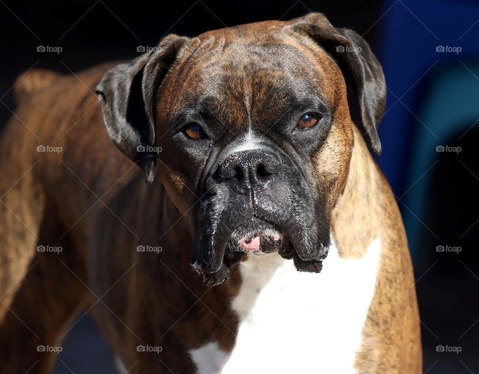 Boxer faces 