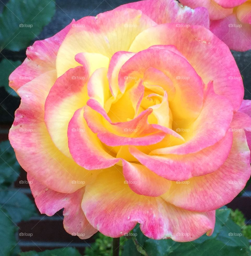 Rose. Rose growing in someone's garden. 