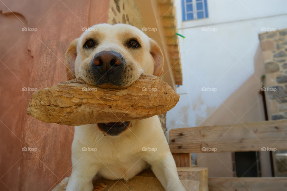 Portrait of dog carrying wooden stick in mouth