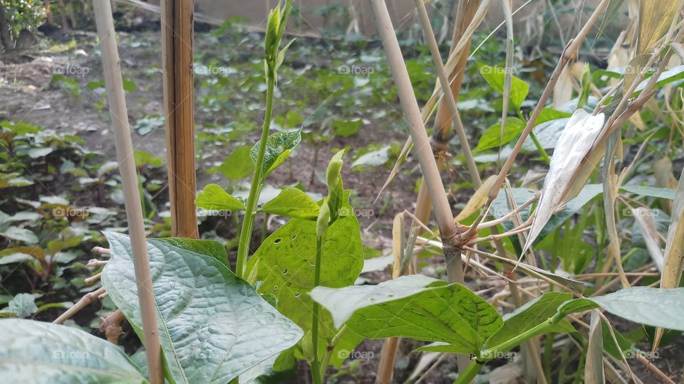 Healthy Greens to eat our daily life.