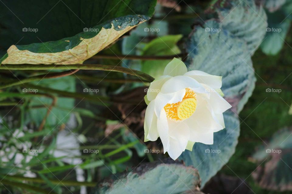 lotus