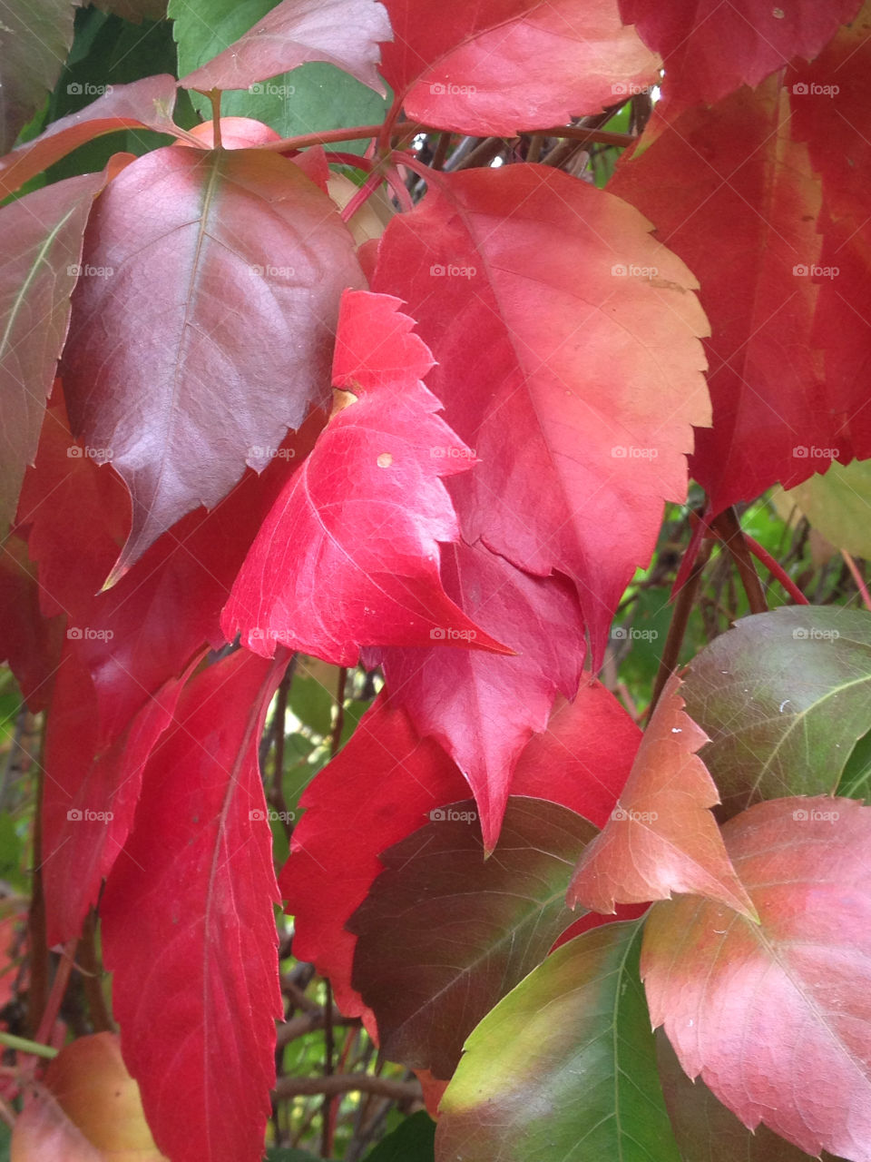 nature macro red leaf by sse