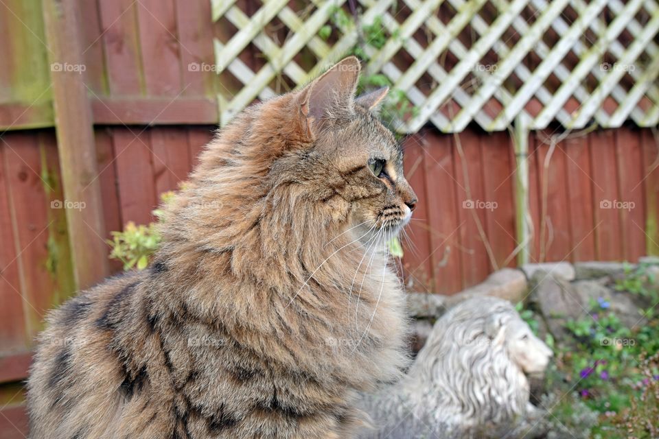 Long haired fluffy cat mimicking a lion statue in the background.