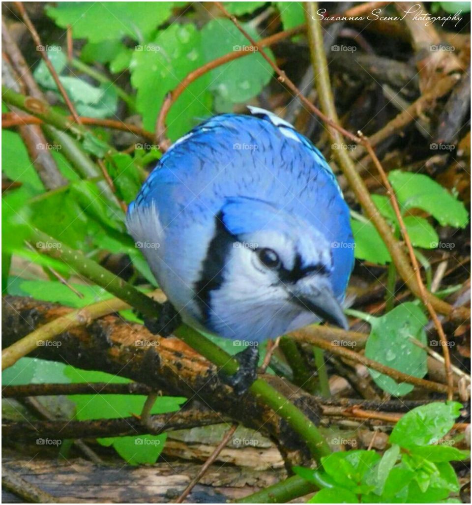 Bluejay spotted dinner