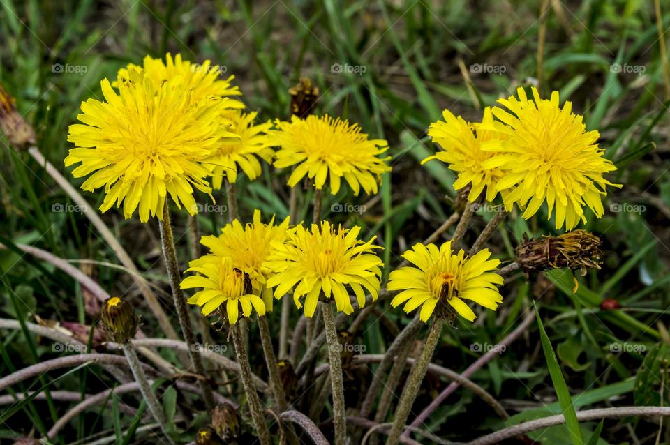 Dandelion