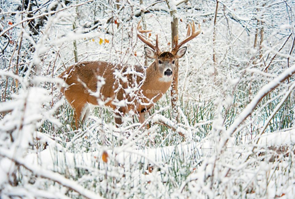 Bambi In The Snow - The majesty of one of nature's finest creatures, the male whitetail deer, is captured here in sharp contrast with the ice and snow of a harsh winter