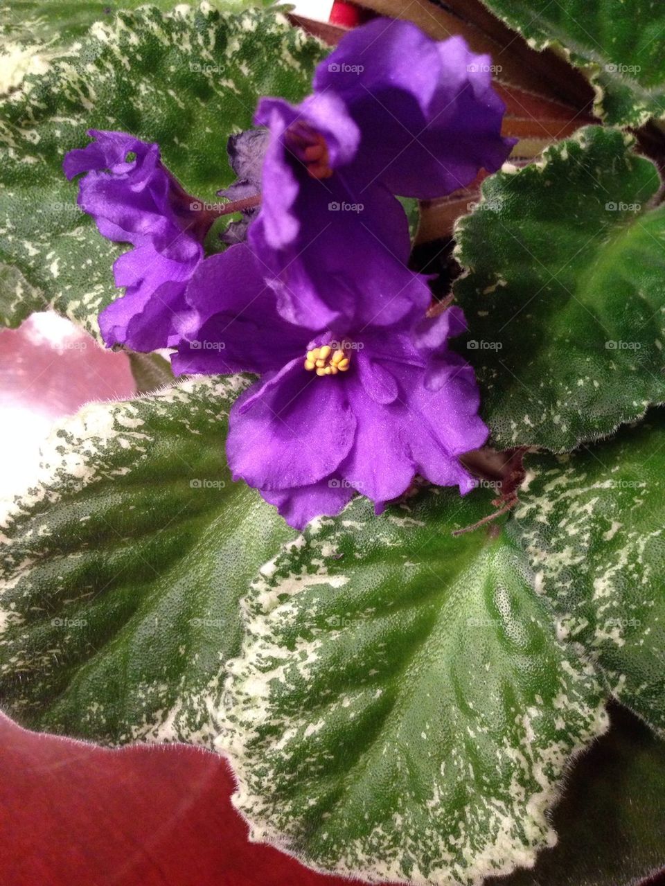 Violet house plants