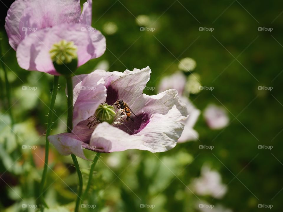 Day no people outdoors poppy fly garden green color nature leaf beauty flowers sunlight summer beautiful nature close-up