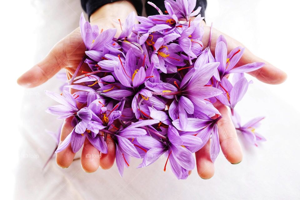 lavender saffron flowers in hands