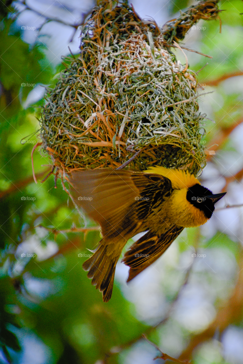 Weaver flapping on nest