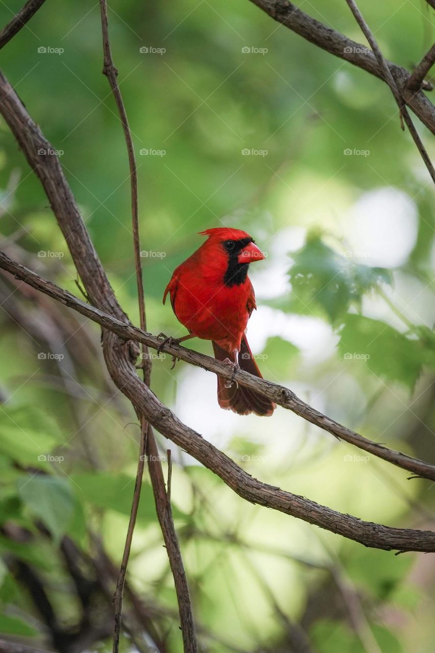 cardinal looking beautiful in red