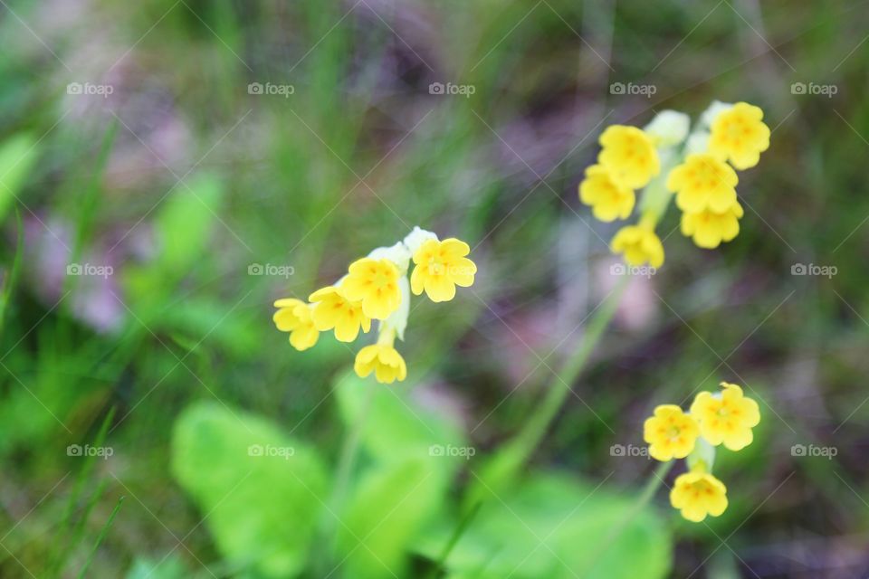 Yellow flowers