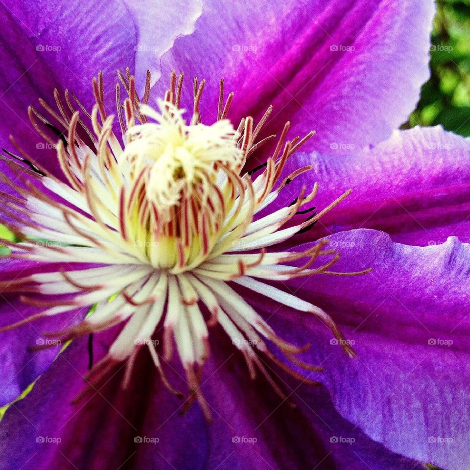  Clematis