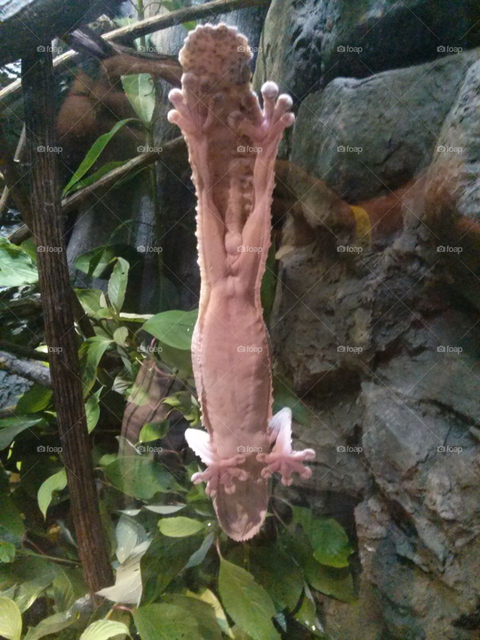 Cleveland Zoo. Gecko