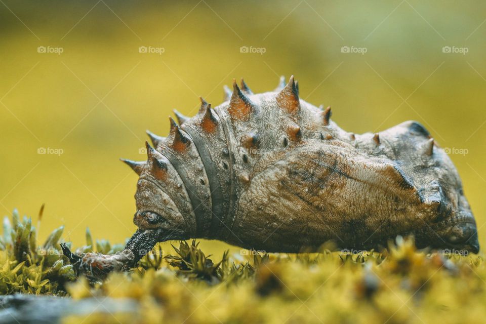 insect macro photography